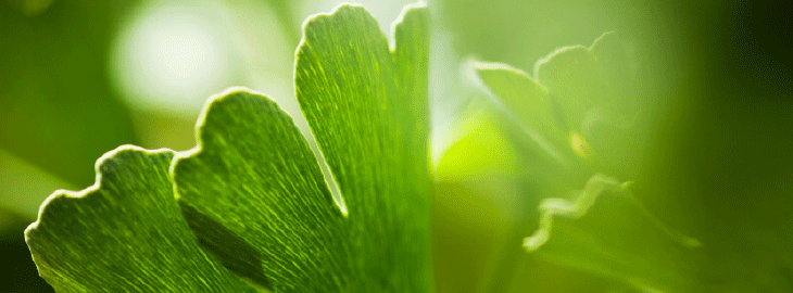 TCM – Traditionelle Chinesische Medizin